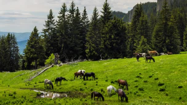 Herd Wild Hungry Variegated Horses Eat Fresh Spring Grass Drink — Vídeos de Stock
