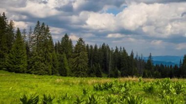 A large clearing with wild spring flowering plants and green fresh grass near a dense dark evergreen spruce forest against a daytime blue cloudy sky. UHD 4K video timelaps