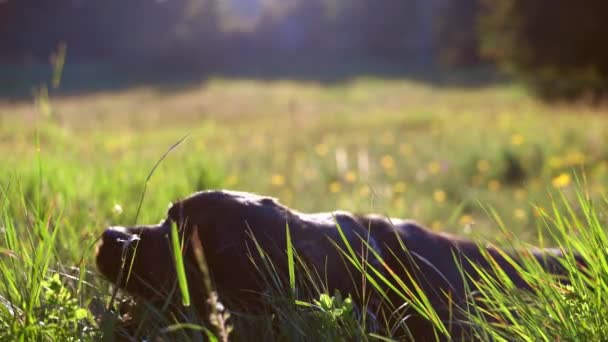 罗特韦勒品种的一只平静的大个子短发狗躺在明亮的阳光照射下的一个大空地上 它的鼻子好奇地躺在青绿的青草丛中 Uhd Video慢动作4K — 图库视频影像