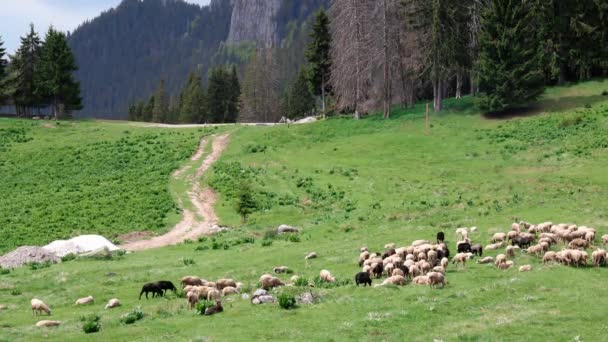Eine Herde Hungriger Flauschiger Schafe Auf Einer Grünen Frühlingswiese Hang — Stockvideo