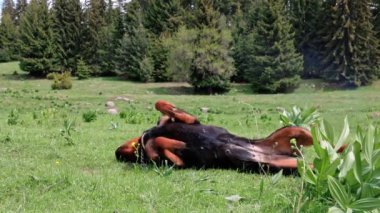 Neşeli bekçi köpeği ve Rottweiler 'ın çobanı parlak güneş ışığıyla yıkanmış yüksek yoğunluklu yeşil çimlerle dolu bir çayırda takla atıyor. UHD Video yavaş çekim 4K