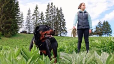 Rottweiler 'ın siyah köpek arkadaşının yakın plan fotoğrafı. Metal yakalı ve uzun bir tasması var. Meçhul genç metresinin yanında dağ bitkileriyle yeşil bir çayırda oturuyor. UHD Video yavaş çekim 4K