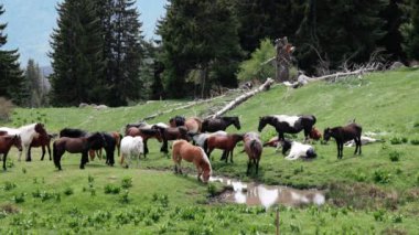 Taze bahar sıcağı yiyen, serin ve berrak su içen ve çayırda uzun, gür, dikenli köknar ağaçlarıyla otlayan vahşi, aç at sürüsü. UHD Video yavaş çekim 4K