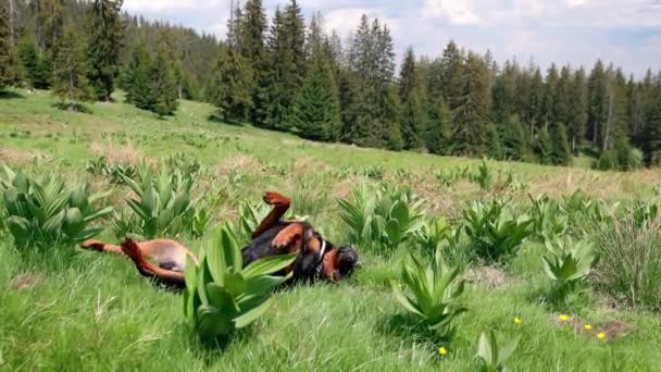 ロトウィラーの陽気な遊び心のあるガード犬と羊飼いは 明るい日差しを浴びて高密度の新鮮な緑の草を持つ牧草地でタンブルを繁殖させます Uhdビデオスローモーション — ストック動画