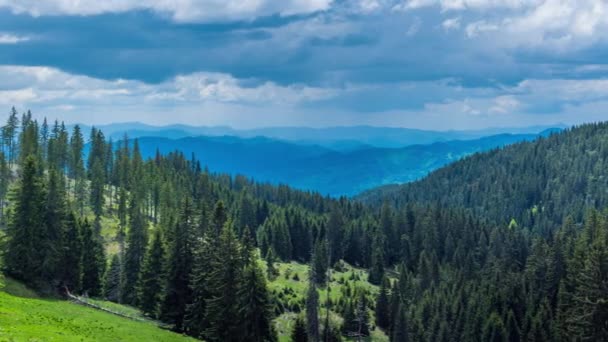 Mountain Spring Valley Fresh Green Meadows Evergreen Dense Spruce Forests — Vídeo de Stock