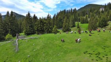 Taze bahar çimeni yiyen, temiz su içen ve çayırda uzun köknar ağaçları ile kayalık dağlar ve bulutlu gökyüzü karşısında otlayan vahşi aç at sürüsü. UHD 4K video gerçek zamanlı