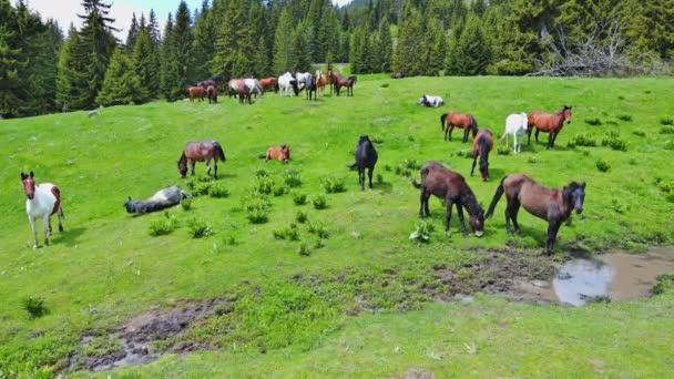 Herde Hungriger Bunt Gemischter Pferde Die Frisches Frühlingsgras Fressen Klares — Stockvideo