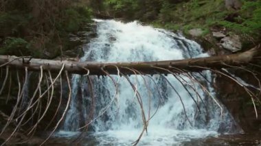 Ormanın karanlık çalılıklarında köpüklü suyla hızlı, serin, dar bir dere ladin ve yaprak döken ağaçlar ve ıslak kaldırımlı kayalık yamaçlar. UHD Video yavaş çekim 4K