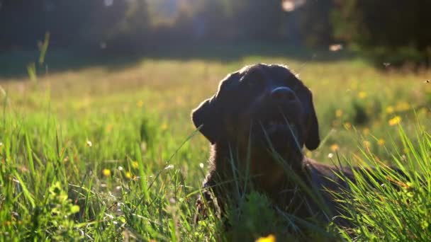 Klidný Velký Krátkosrstý Pes Plemene Rottweiler Leží Velké Mýtině Osvětlené — Stock video