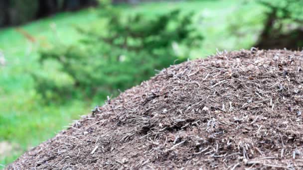 许多努力工作的小蚂蚁 它们用野生森林中的各种自然碎片 沙子和小树枝筑成了一个巨大的令人愉快的森林蚁群 Uhd Video慢动作4K — 图库视频影像