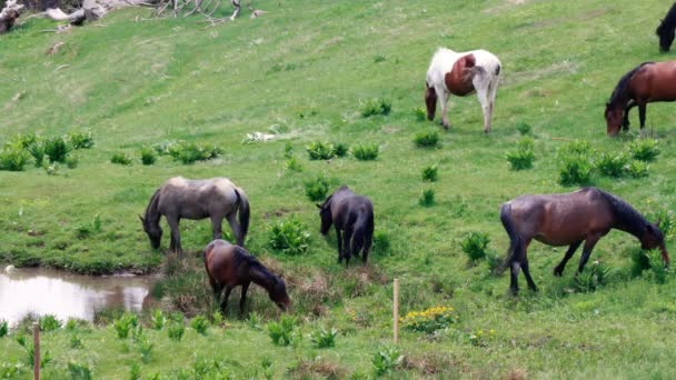 Стадо Диких Голодных Разнообразных Лошадей Которые Едят Свежую Весеннюю Траву — стоковое видео