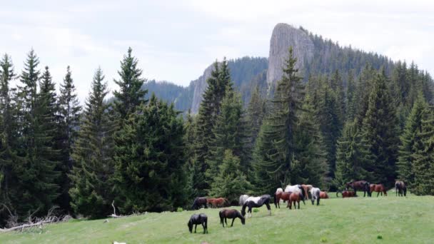 Herde Wilder Hungriger Buntgemischter Pferde Die Frisches Frühlingshaftes Dichtes Gras — Stockvideo