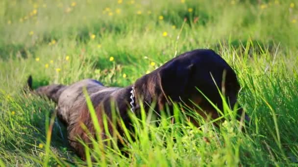 ロトウィラー種の穏やかな大きな短髪の犬は 明るい日差しに照らされた大きなクリアリングの上にあり 好奇心の強い鼻で背の高い緑の新鮮な草の中に群がります Uhdビデオスローモーション — ストック動画