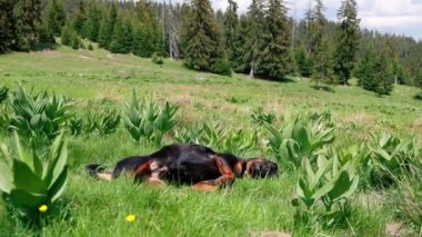 Neşeli bekçi köpeği ve Rottweiler 'ın çobanı parlak güneş ışığıyla yıkanmış yüksek yoğunluklu yeşil çimlerle dolu bir çayırda takla atıyor. UHD Video yavaş çekim 4K