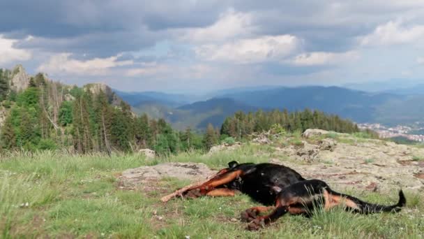 ロートウィラーの陽気で遊び心のあるガード犬と羊飼いは ロートロープ山脈とトウヒの森の谷の高い尾根の岩場の崖の端に転倒します Uhdビデオスローモーション — ストック動画