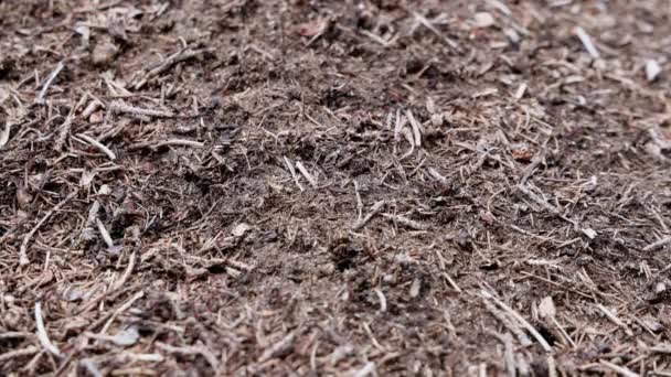 Mnoho Malých Tvrdě Pracujících Hmyzu Mravenců Kteří Divokém Lese Budují — Stock video