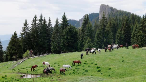 Herde Wilder Hungriger Buntgemischter Pferde Die Frisches Frühlingshaftes Dichtes Gras — Stockvideo