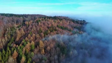 Bulutlu sabah beyaz sisi karışık bir sonbahar karanlık sık ormanının üzerinde yaprak döken ağaçlar ve parlak güneş ışınları altında açık mavi bir gökyüzüne karşı ilk ateşler. 4K UHD video gerçek zamanlı
