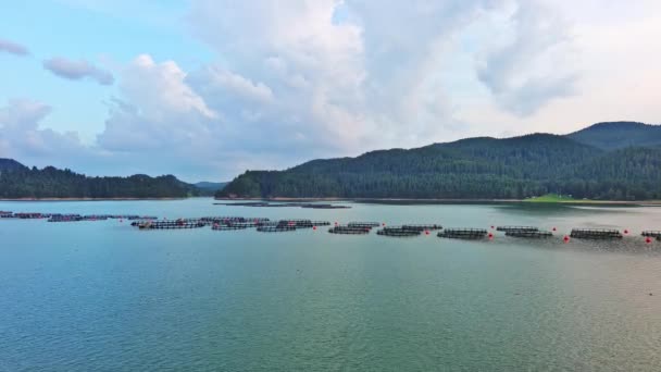 Grandes Cages Pêche Pour Reproduction Poissons Sauvages Frais Dans Petit — Video