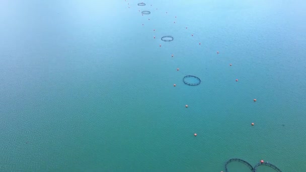 Крупные Рыболовные Клетки Разведения Свежей Дикой Рыбы Небольшом Межгорном Прохладном — стоковое видео