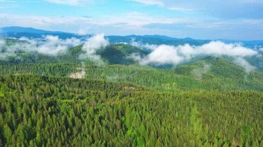 View from high rock to old village town Smolyan with green meadows for cattle walking and houses, between mountain range of Rhodope Mountains sheltered by spruce forests. UHD 4K video realtime