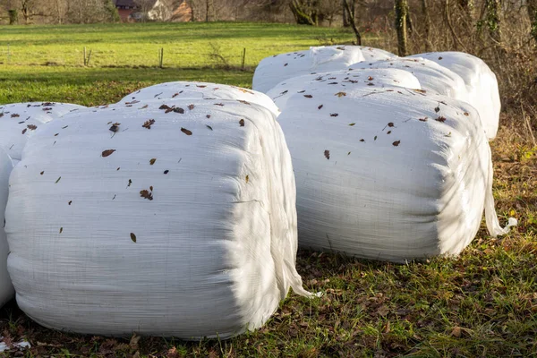 Close-up on large round dry bales of hay wrapped in white plastic wrap strewn with fallen leaves, which lie on an empty pasture with grass against the backdrop of an autumn forest