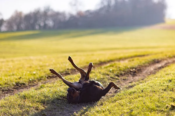 Black Carefree Funny Dog Breed Rottweiler Fooling Somersaults Wide Meadow — Stock Photo, Image