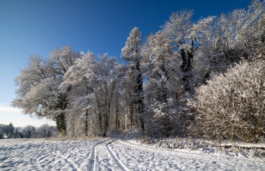 Büyük, karlı, beyaz bir çayır. Kış günü, mavi bulutlu, güneşli bir gökyüzüne karşı, donmuş, buz gibi ağaçlarla çevrili.