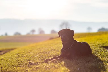 Rottweiler cinsinin büyük, ciddi bir siyah köpeği, tepedeki yeşil bir çayırda uzanır. Karanlık bir ormanın ve göz kamaştıran parlak bir akşam güneşinin arka planına karşı.