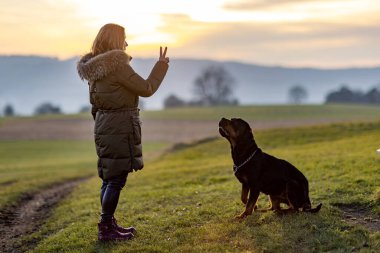 Koyu yeşil ceketli neşeli kızıl saçlı kadın akşam vakti yeşil çimenli geniş bir çayırda Rottweiler cinsinin iri, itaatkar, siyah bekçi köpeğini eğitiyor.