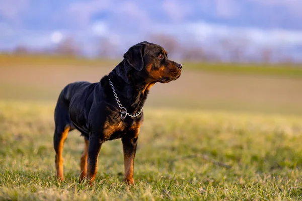 Een Serieuze Grote Zwarte Hond Van Rottweiler Ras Met Een — Stockfoto