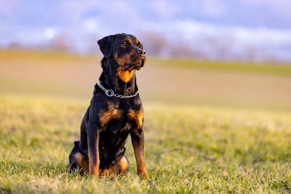 Ένα Σοβαρό Μεγάλο Μαύρο Σκυλί Της Φυλής Rottweiler Μια Λαμπερή — Φωτογραφία Αρχείου
