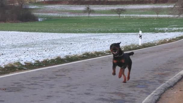 ロトウィラー種の速い面白い黒い犬は 雪の多いフィールドや草原のアスファルトの道路に沿って彼の口の中で彼のボールで走り 彼の所有者にそれを運びます Uhdビデオリアルタイム — ストック動画