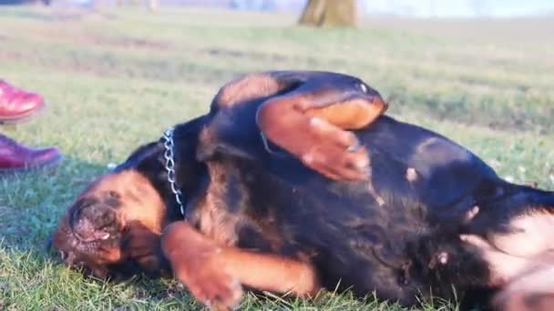Wesoły Zabawny Czarno Brązowy Rottweiler Rasa Pies Wallows Koziołków Zielony — Wideo stockowe