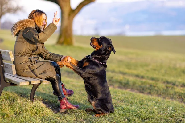 Cheerful kind red-haired hostess in a dark green jacket gives a command and shows a gesture to her big black obedient guard dog of the Rottweiler breed, and she gives her both paws on green hill