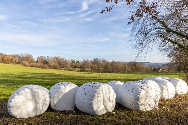 Büyük Kuru Saman Balyaları Dökülen Yapraklarla Dolu Beyaz Plastik Ambalajla — Stok fotoğraf