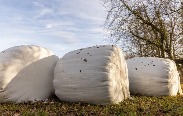 Close-up on large round dry bales of hay wrapped in white plastic wrap strewn with fallen leaves, which lie on an empty pasture with grass against the backdrop of an autumn forest