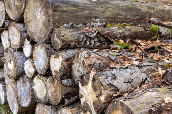 Zbliżenie Suche Duże Stare Kłody Teksturą Drewna Zielony Mech Kora — Zdjęcie stockowe