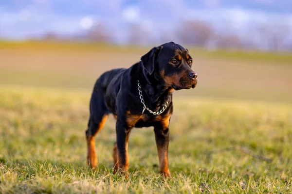Vážný Velký Černý Pes Plemene Rottweiler Železným Lesklým Řetízkem Kolem — Stock fotografie