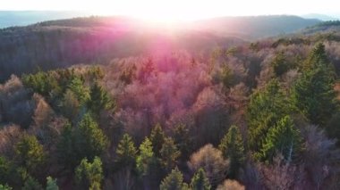 Yoğun bir ormanda, akşam güneşinin ışığında dağlarda köknar ağaçları ve yaprak döken ağaçlarla uçmak. 4K UHD video gerçek zamanlı