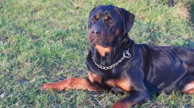 Ciddi bir siyah özenli Rottweiler köpeği boynunda demir bir zincir ile parlak güneş ışığında yeşil bir çayırda uzanır. 4K UHD video gerçek zamanlı