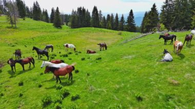 Taze bahar çimeni yiyen, temiz su içen ve çayırda uzun köknar ağaçları ile kayalık dağlar ve bulutlu gökyüzü karşısında otlayan vahşi aç at sürüsü. UHD 4K video gerçek zamanlı