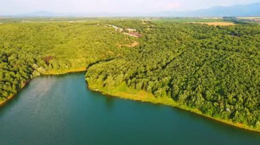 Small blue reflecting lake and clear cool water with stone narrow wild shore in coniferous spruce forest with tall fir trees, against pale blue daytime cloudy sky. UHD 4K video realtime