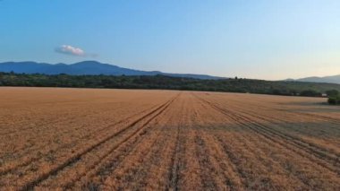 Dar dolambaçlı, iyi çiğnenmiş yollar, Rodop Dağları 'nın dağ vadisi ve parlak, güneşli akşam gökyüzünün arka planında olgunlaşmış ekinlerle çiftçi buğday tarlalarından geçer. UHD 4K video gerçek zamanlı