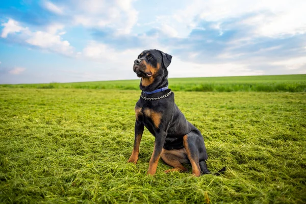 Ένα Ήρεμο Σοβαρό Σκυλί Φύλακας Της Φυλής Rottweiler Μια Μεταλλική — Φωτογραφία Αρχείου