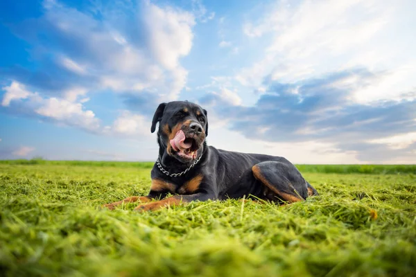 Een Kalme Serieuze Waakhond Van Het Rottweiler Ras Met Een — Stockfoto