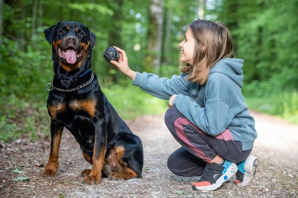 stock image A little kind teenage girl in a stylish tracksuit plays with a ball-toy with her faithful big serious dog friend of the Rottweiler breed, on a dirt wide forest path in a dense mixed green forest