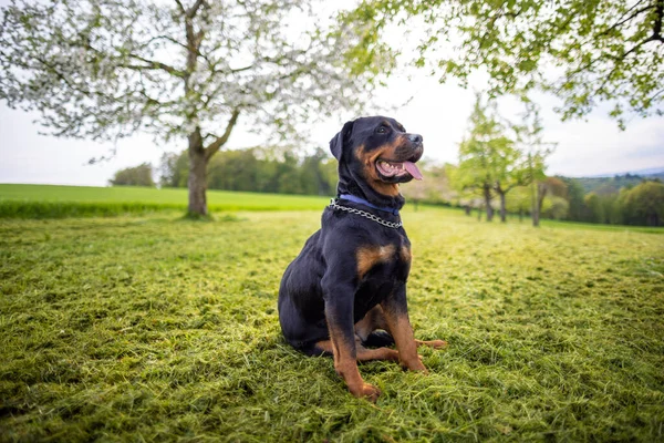 Kalme Serieuze Hond Van Rottweiler Ras Met Ketting Zijn Nek — Stockfoto