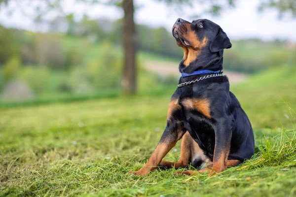 Calm Serious Dog Rottweiler Breed Chain His Neck Sits Wide — Stock Photo, Image
