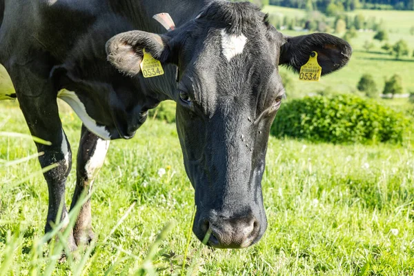 Gros Plan Ferme Noire Blanche Vache Drôle Pâturage Dans Une — Photo